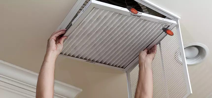 Our Insect Removal from Air Ducts Services in San Luis, AZ